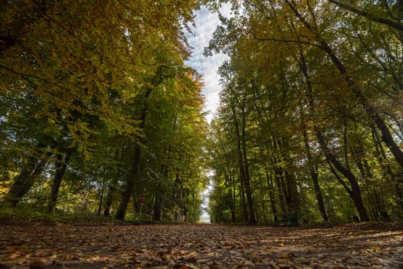 Entspannen, Loslassen, Auftanken - Waldbaden für ein Team