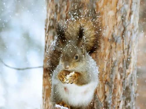 Tiere im Winter