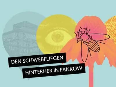 Schwebfliegen-Rallye in Pankow (via App)