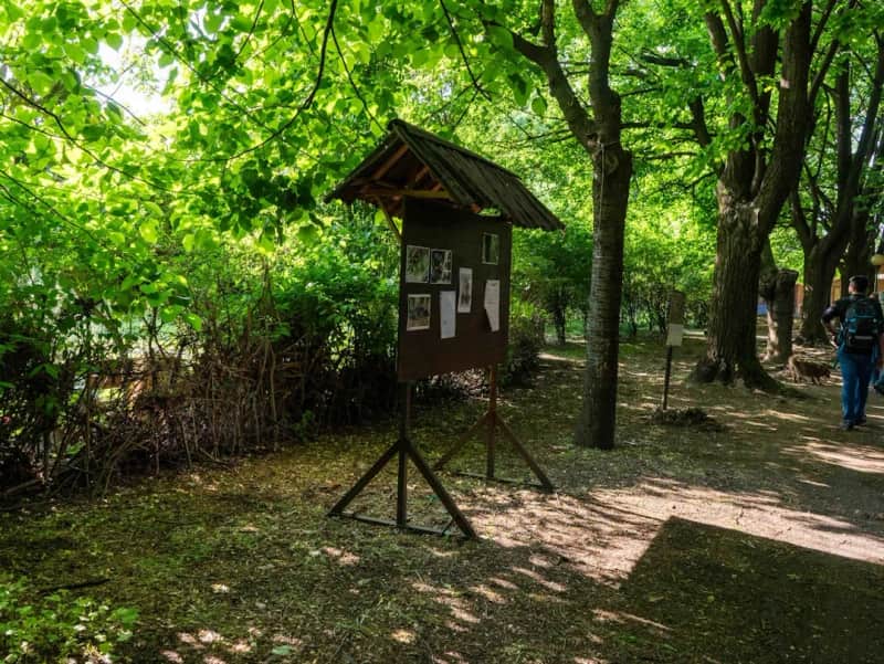 Sonntagsführung: Zwischen heiligen Bäumen und Hexenkräutern