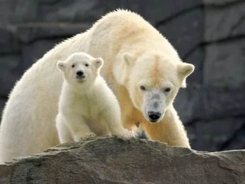 Tierpark Berlin