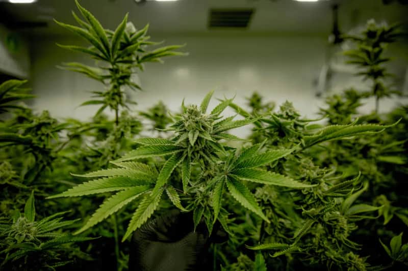Mary Jane Berlin 2026: Deutschlands größtes Cannabis-Event