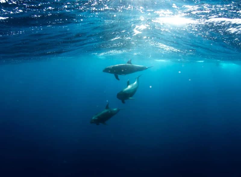 MER DIKHAMEN