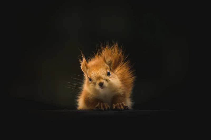 Wilde Tiere in Berlin