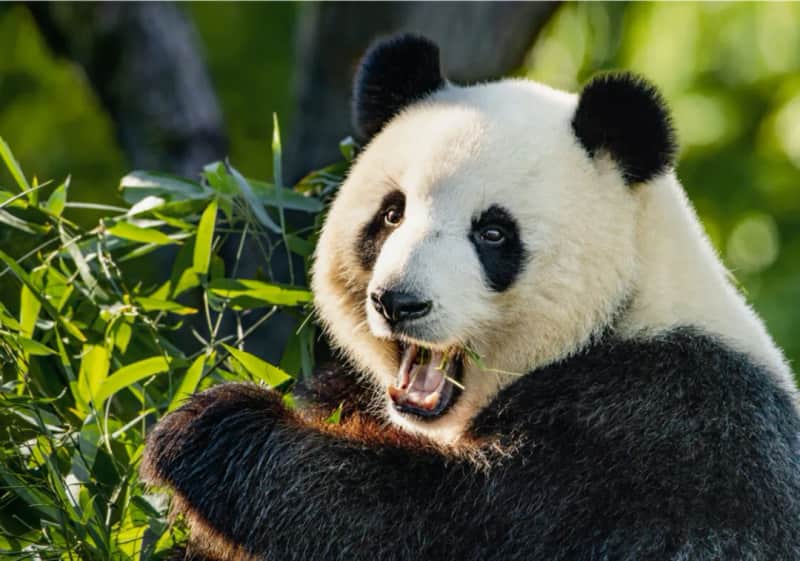 Zoo Berlin: Der artenreichste Zoo der Welt