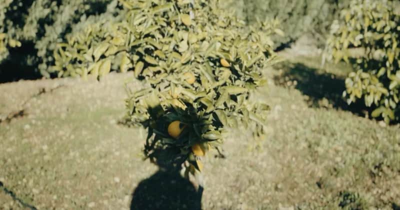 Lingering States - Films in Suspension