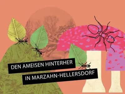 Ameisen-Rallye in Marzahn-Hellersdorf (via App)