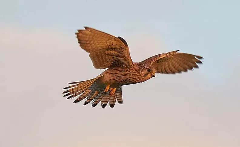 Die Zugzeit der Vögel