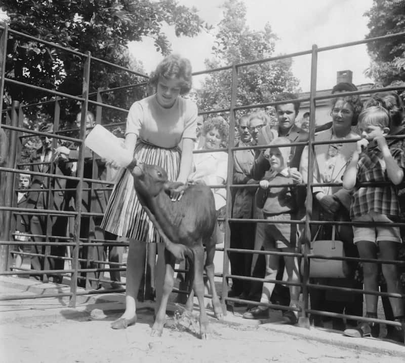 Zoo Berlin: Ihr Lieblingstier treffen